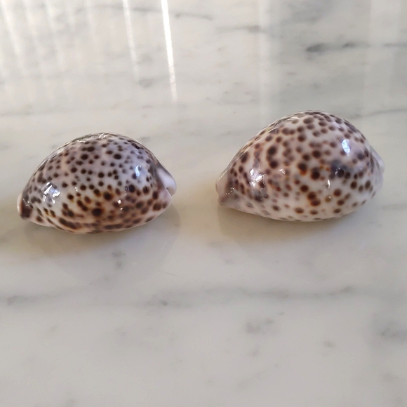 Sea Shells Cypraea Tigris 3"x2" (2pcs). - Picture 3 of 4